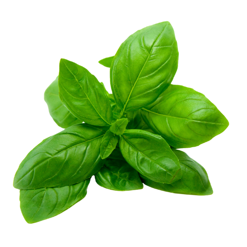 Basil