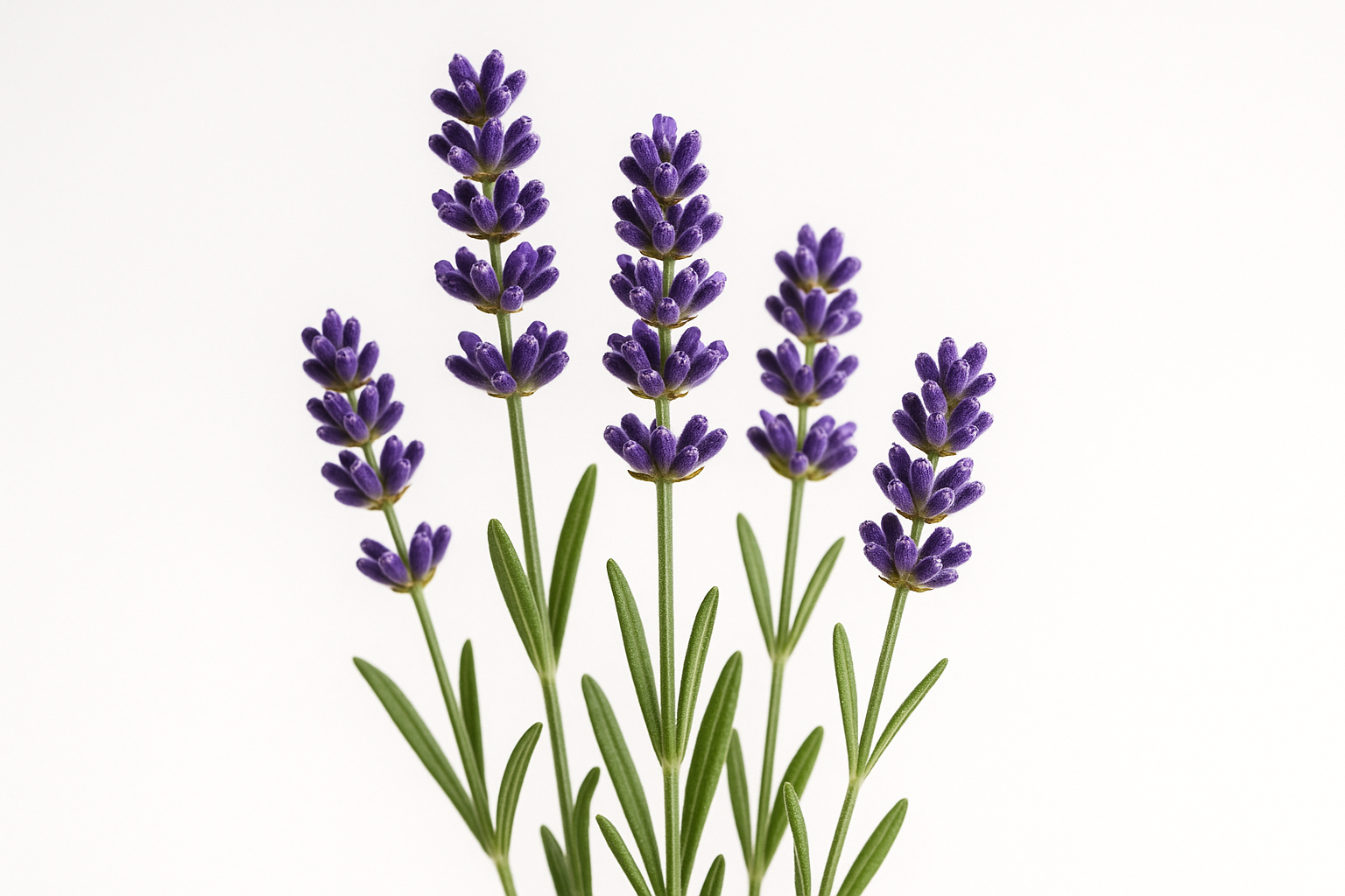 Lavendel