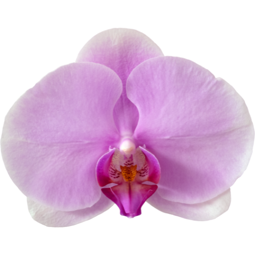Orchidee
