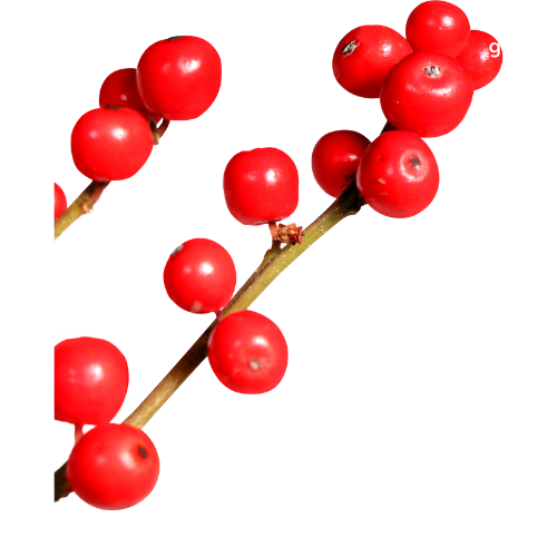 Red Berries